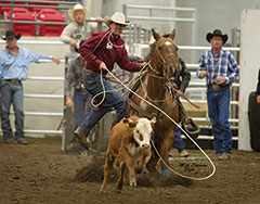 7 time tie-down horse of the year